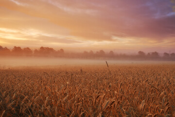 Clouds, wheat or fog for sunlight, dramatic or sky in mysterious, meadow or landscape for wallpaper. Field, grain and mist in golden dusk for harvest in natural countryside for peaceful panorama