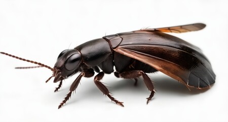 Canvas Print -  Close-up of a beetle with a metallic sheen