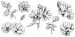 Wild rose flower isolated on white set. Hand drawn vintage illustration collection.