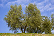 © Travel Photos - Olive growing in Tuscany, Italy