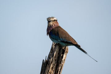 Wall Mural - beautiful lilac-breasted roller bird in natural conditions in a national park in Kenya