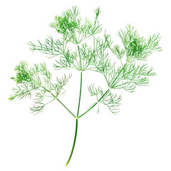 Wall Mural - One branch of dill with a central thicker light green. Isolated on transparent background, PNG