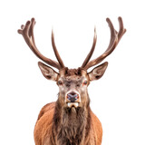Fototapeta Zwierzęta - A deer with large antlers stands in front of a white background Isolated on transparent background, PNG