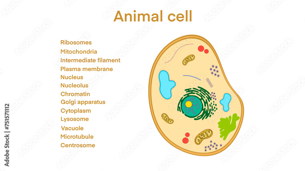 animal cell anatomy, biological animal cell with organelles cross ...