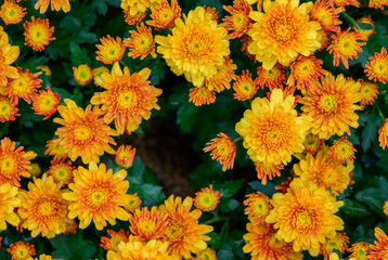 Wall Mural - Orange Chrysanthemum flower on top view, flower background