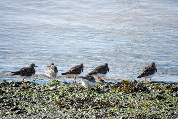 Wall Mural - turnstones areneria interpres on the beach with the sea in the background