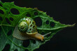 A snail crawls on a holey leaf on a black background.