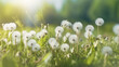 White fluffy dandelions, natural green blurred spring background,