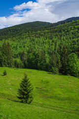 Wall Mural - Summer landscape of Rodnei Mountains National Park, Romania, Romanian Carpathian Mountains, Europe.	