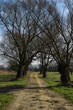 Willows in Małopolska in early spring