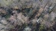 Drohne fliegt über Auwald mit Bach, Wasserfall, Feuchtgebiet und Schwarzerlen am Ufer, Luftaufnahme
