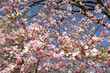 Magnolia soulangeana (Magnolia denudata - Magnolia liliiflora), saucer magnolia, in Central Park, New York City. Spring sunny day