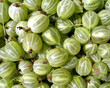 Lot of fresh ripe green gooseberries as fruit background top view close up