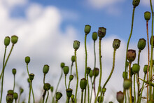 Closeup Of Seedpods Of Te Corn Poppy Flower, Selective Focus With Beige Boke Background - Papaver Rhoeas