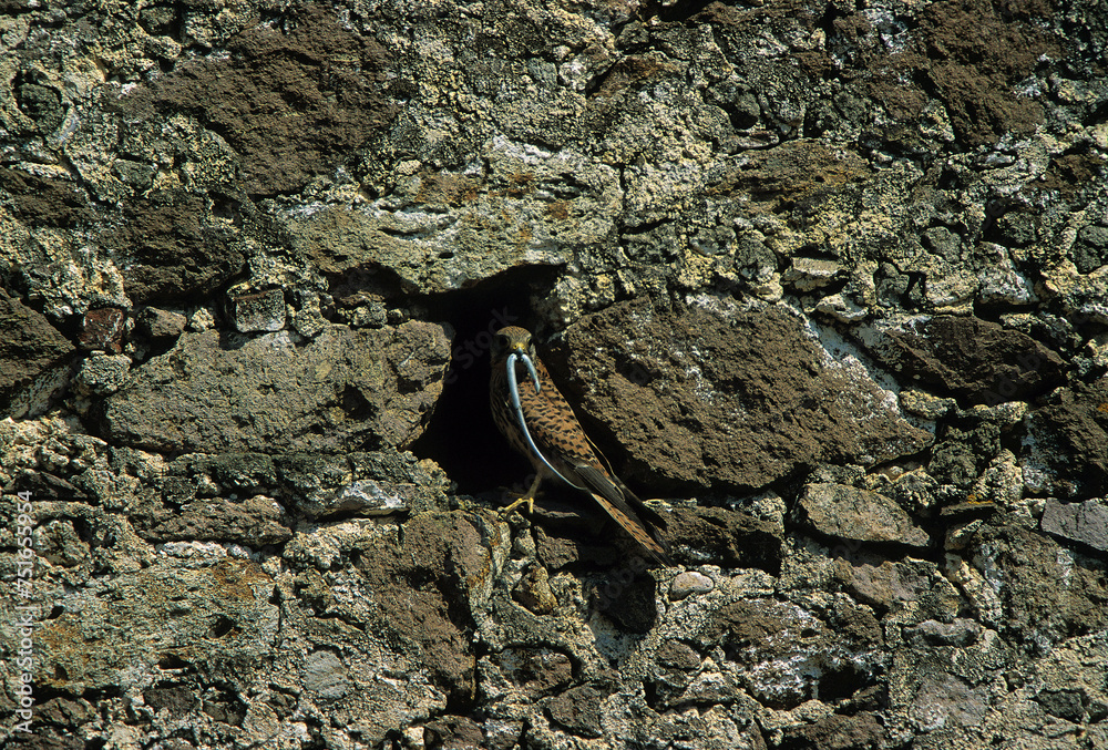 Gheppio (Falcus tinnunculus) sul nido con una luvertola. Kestrel at the ...