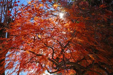 Wall Mural - Red foliage of a Japanese Maple tree in the fall