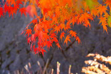 Wall Mural - Red foliage of a Japanese Maple tree in the fall