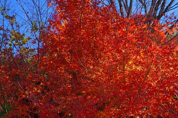 Wall Mural - Red foliage of a Japanese Maple tree in the fall