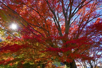 Wall Mural - Red foliage of a Japanese Maple tree in the fall