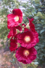 Wall Mural - Burgundy mallow. Beautiful flower for the garden and flower beds. Mallow species.