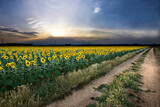 Fototapeta Na ścianę - Golden Glow: Sunset Over Emporda's Sunflower Field with Lens Flare in 4K Ultra HD