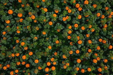 Wall Mural - A drone shot of a field of pumpkins. The orange pumpkins stand out against the green leaves.