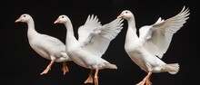 A Group Of Three White Ducks Standing Next To Each Other On Top Of A Black Surface With Their Wings Spread.