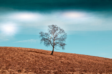 the lonely tree in the blue space. an isolated birch tree on the slopes of the mountains. blue sky i