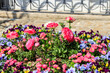 Colorful beautiful spring flowers on flowerbed in the garden
