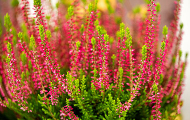 Wall Mural - background of blooming red heather
