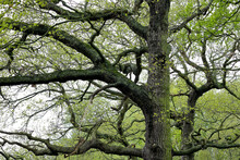 An ancient oak tree in spring, Richmond park, London