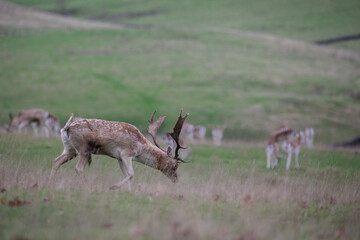 Wall Mural - A majestic fallow deer stag photographed during the deer rut season.