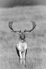 Wall Mural - Black and white image of a majestic fallow deer stag in the wild.