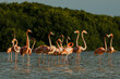 Flamencos rosados en la costa de Yucatan