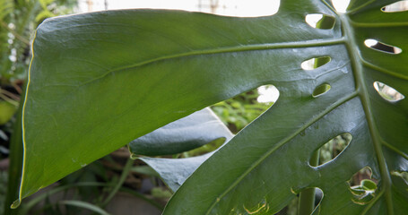 Wall Mural - Exotic flora. Closeup view of a Monstera deliciosa also known as split leaf Philodendron, ornamental green leaf with holes, growing in a pot.