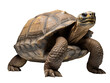 Galapagos turtle on transparent background PNG