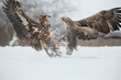 Two white tailed eagles with spread wings fighting fiercely in a winter scenery in clouds of snow