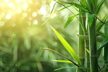  Sugar Cane Branches on Blurred Background, Sugarcane Plantation, Fresh Green Sugar Cane Stems