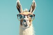 a llama wearing glasses