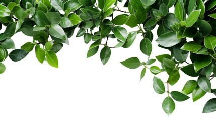 Wall Mural - Green Leaves Plant Frame Isolated on Transparent Background, (PNG).