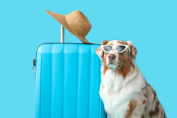 Wall Mural - Cute Australian Shepherd dog in sunglasses with suitcase on blue background. Travel concept