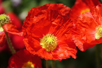 Sticker - Ziermohn