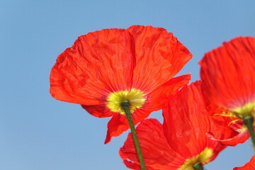 Poster - Klatschmohn