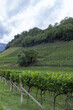 The summer view of vineyard in Italy 
