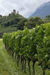 The summer view of vineyard in Italy 