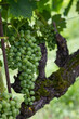 The bunches of unripe grapes in the vineyard