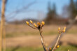 flower buds, spring is comming