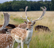 Herd of young wild deer and with big crows running on fresh grass in Phoenix Park in Dublin, Ireland. The 708-hectare park is connected to the 