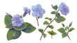 Periwinkle flower adornment nature plant isolated on
