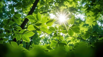 Canvas Print - plant ecology leaves background